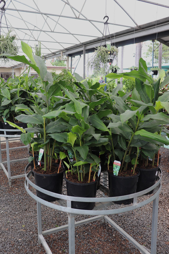 Alpinia mutica Cardamom group photo