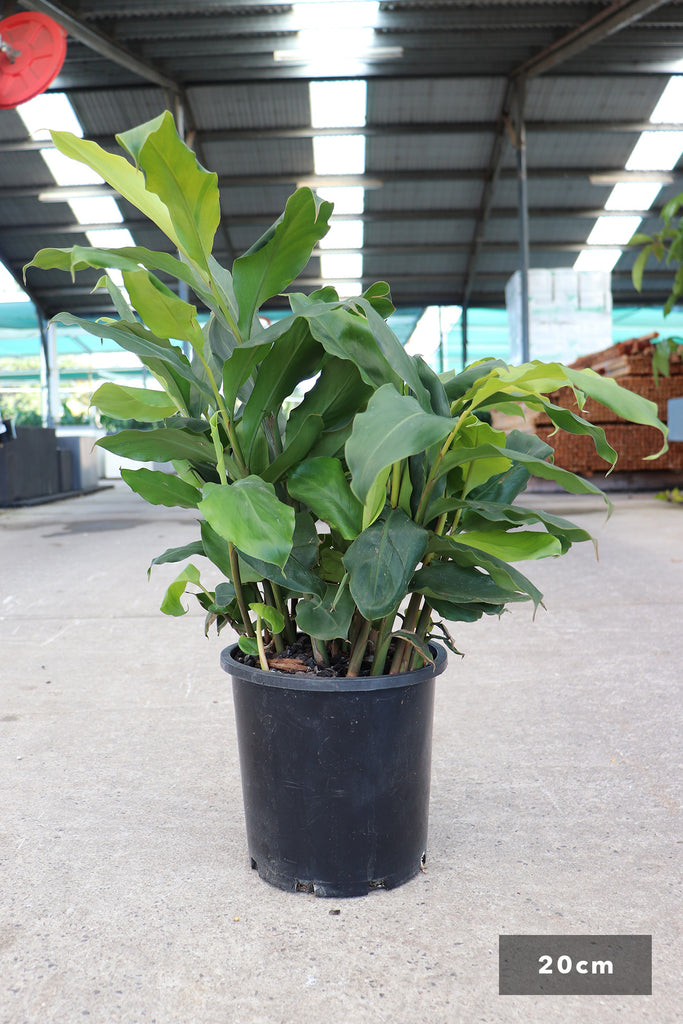 Alpinia nutans in a 20cm black pot