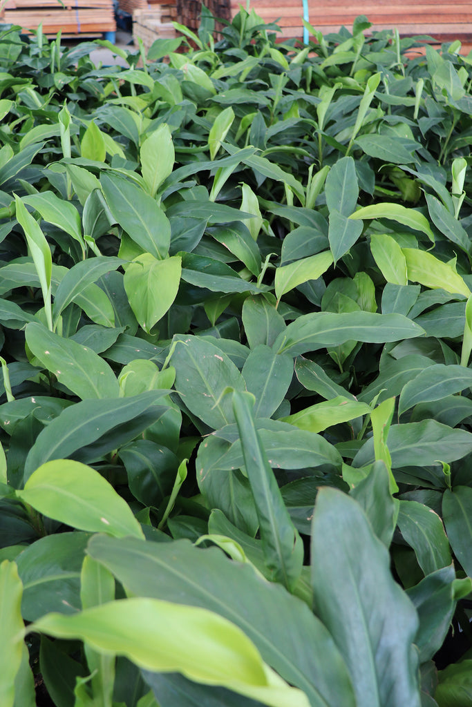 Alpinia nutans foliage