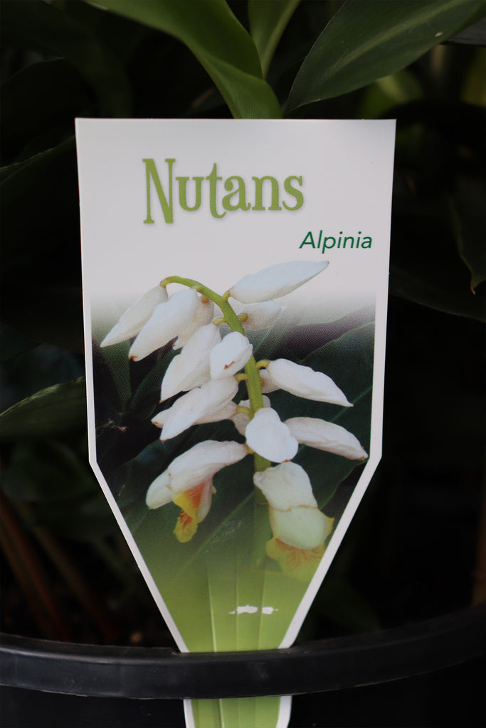 Alpinia nutans's label