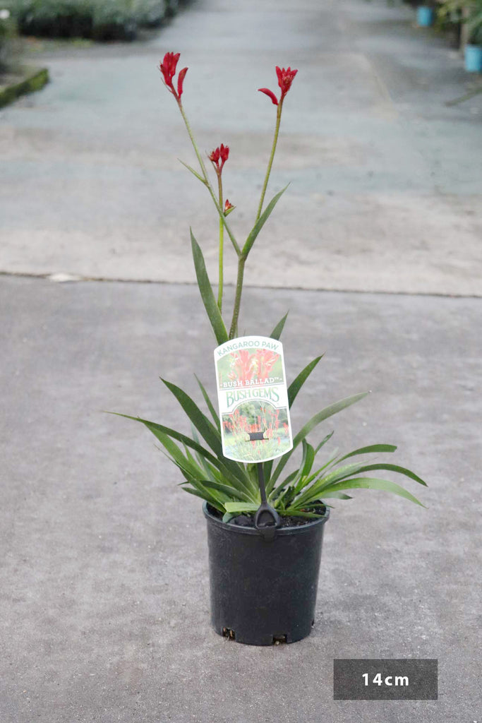 Anigozanthos ‘Bush Ballad' in a 14cm black pot