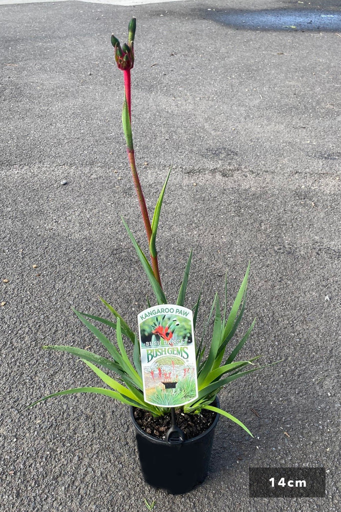 Anigozanthos 'Bush Pearl' in a 14cm black pot