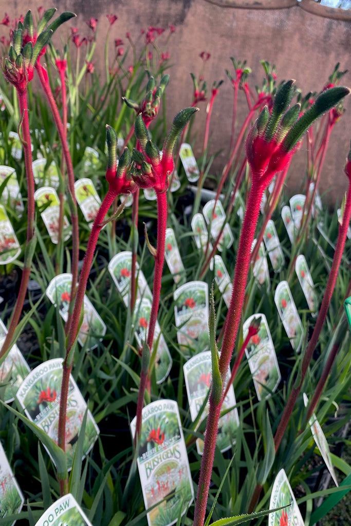 Anigozanthos 'Bush Pearl' flowers