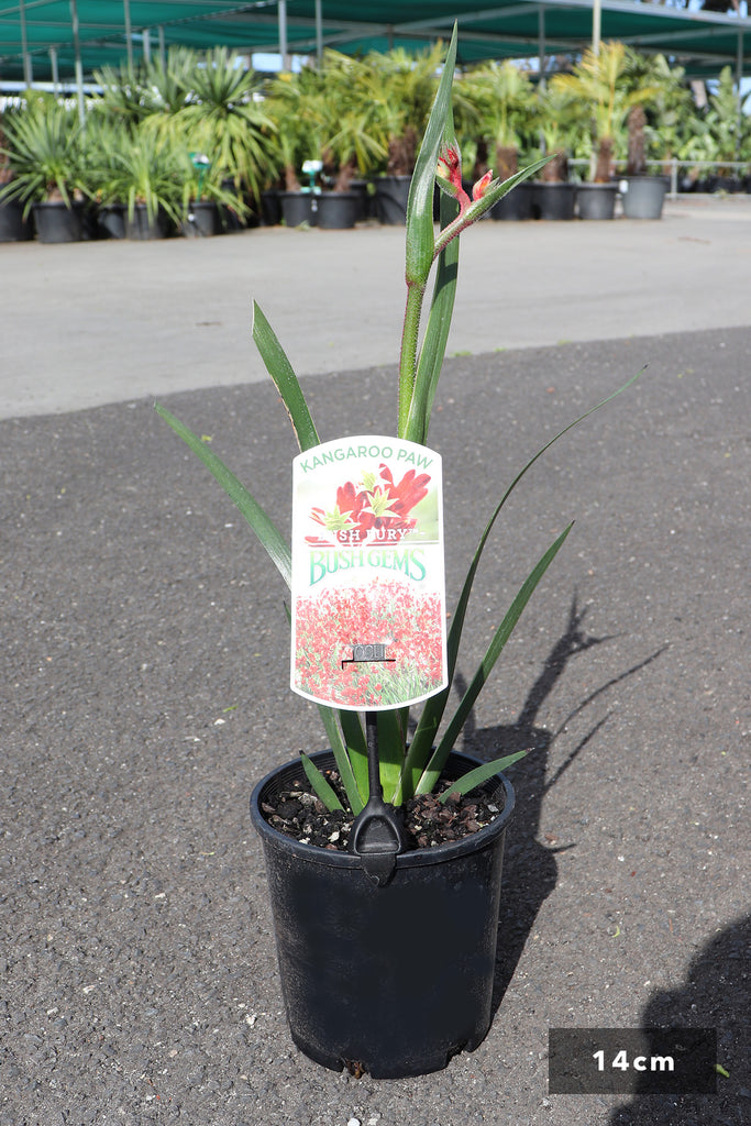 Anigozanthos 'Bush Fury'in a 14cm black pot