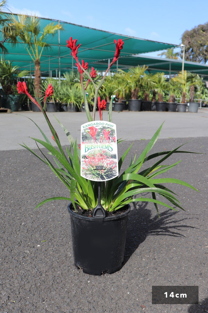 Anigozanthos 'Bush Inferno' in a 14cm black pot