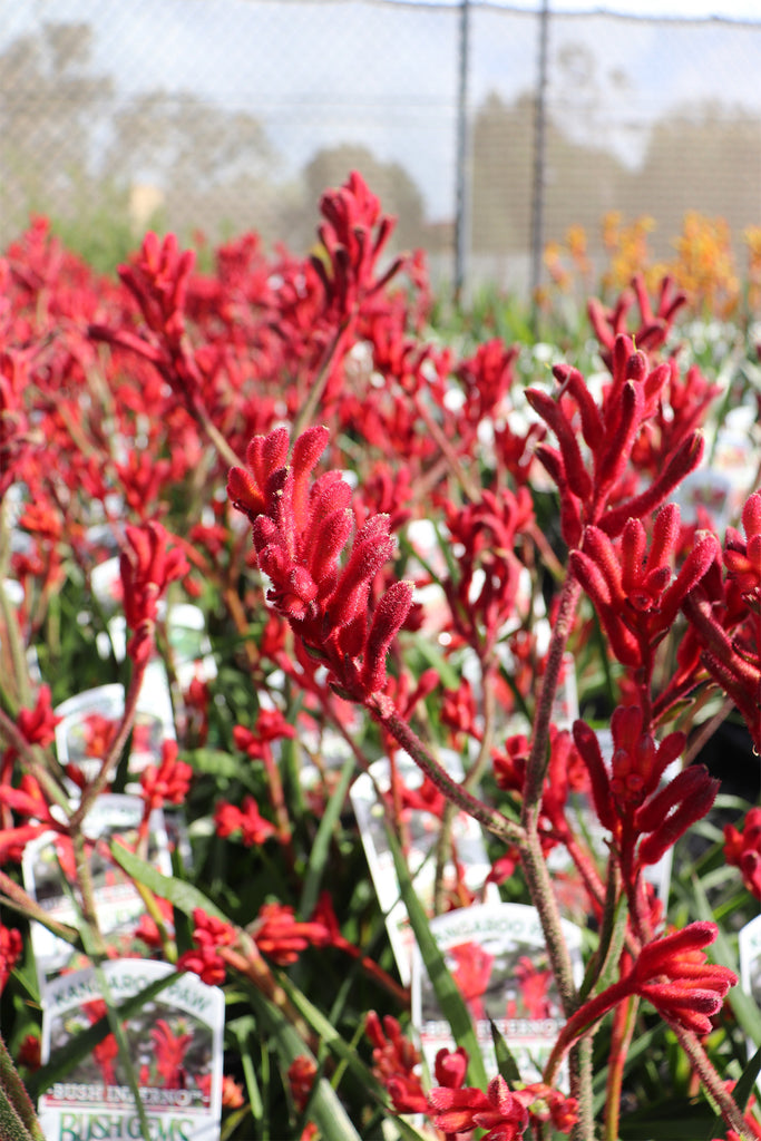 Anigozanthos 'Bush Inferno' flowers