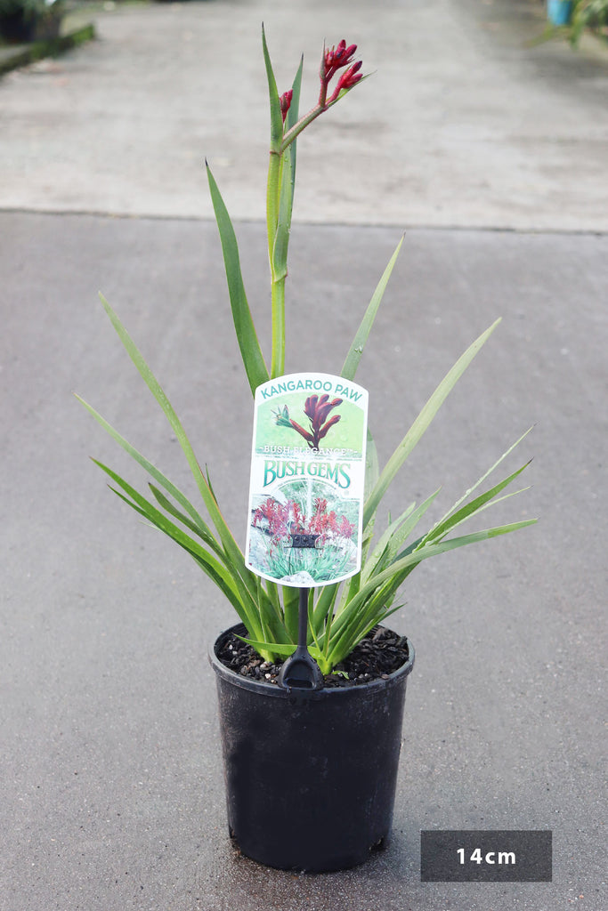 Anigozanthos 'Bush Elegance' in a 14cm black pot