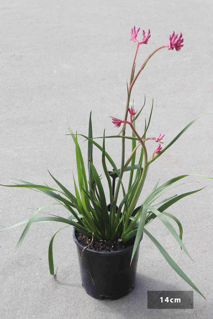 Anigozanthos 'Bush Pearl' in a 14 cm black pot