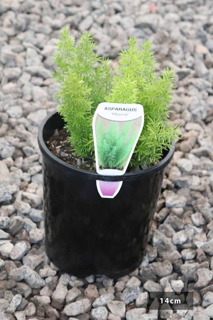 Asparagus densiflorus 'Myersii' in a 14cm black pot