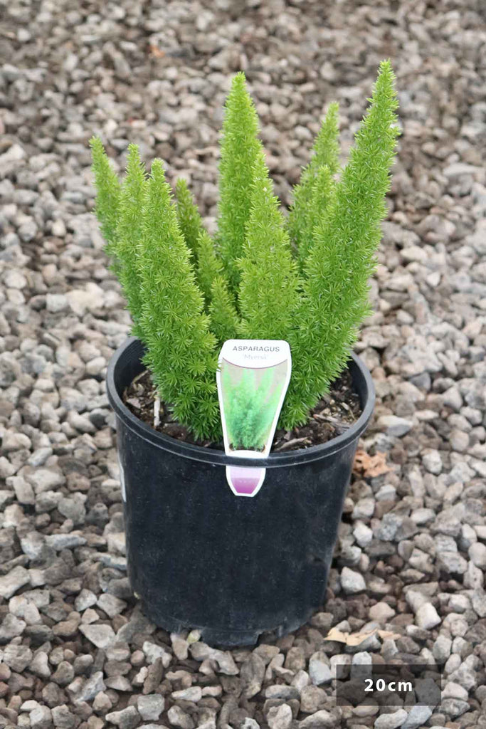Asparagus densiflorus 'Myersii' in a 20cm black pot