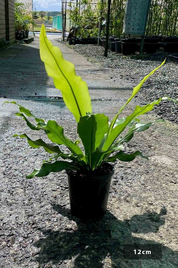 Asplenium australasicum in a 12cm black pot.