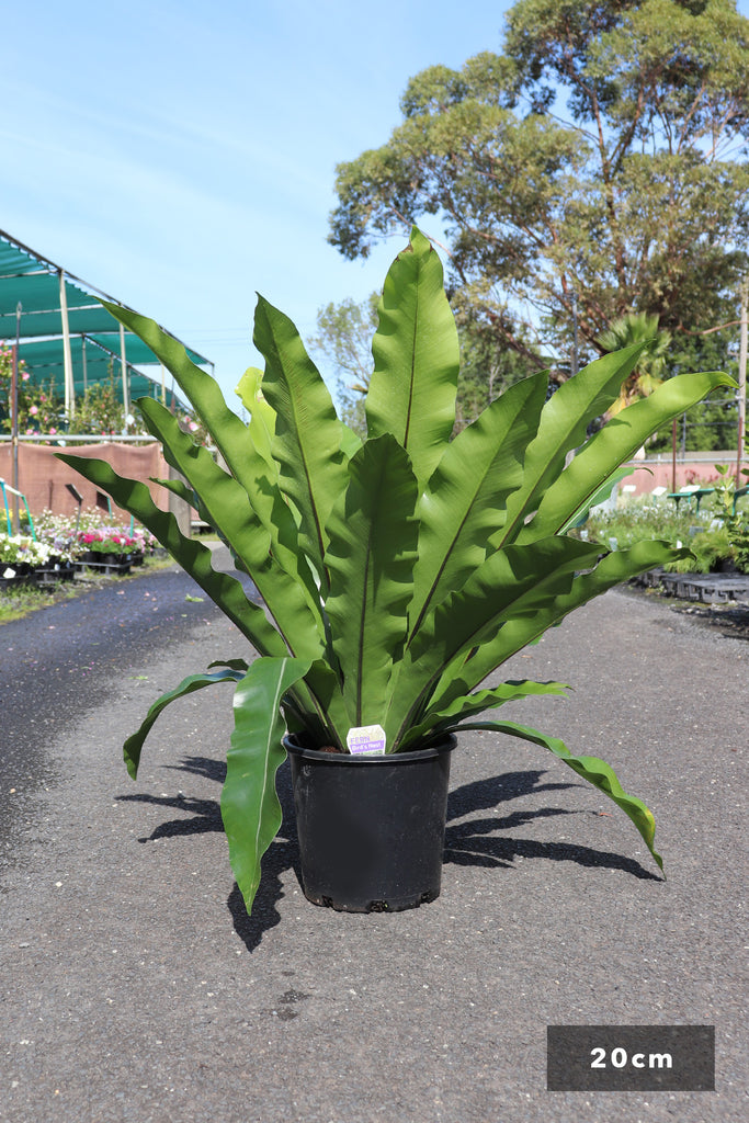 Asplenium australasicum in a 20cm black pot