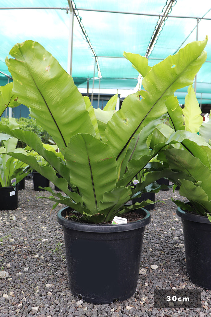 Asplenium australasicum in a 30cm black pot