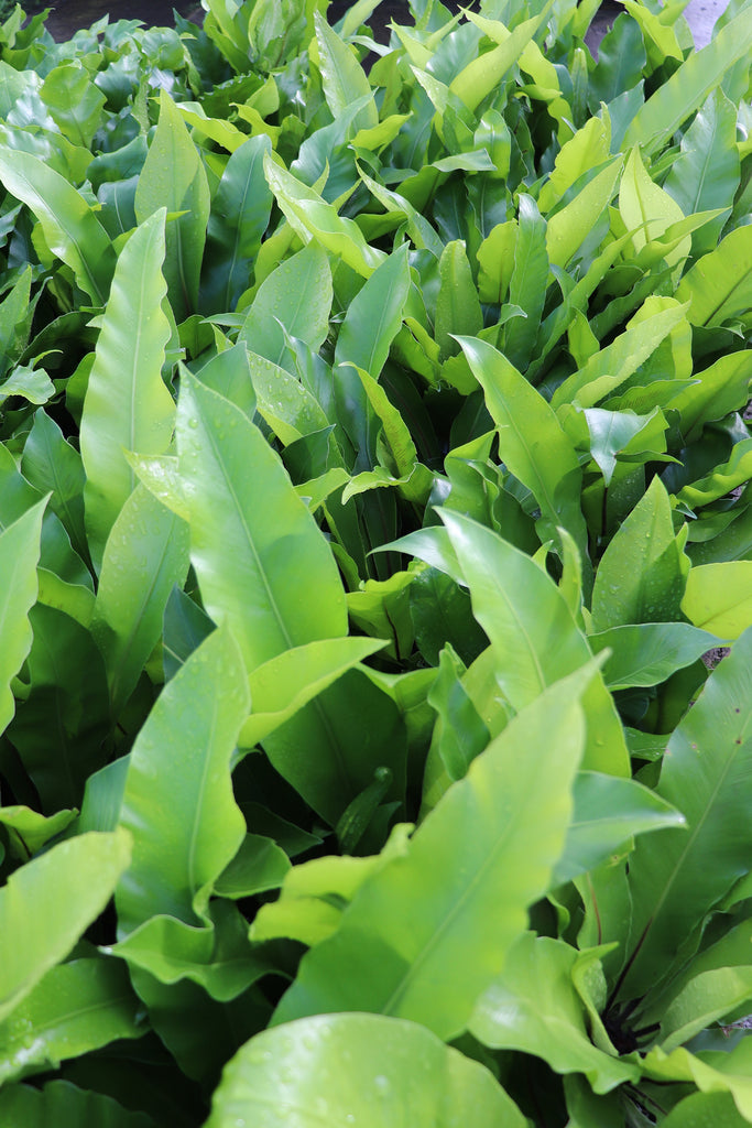 Asplenium australasicum group picture
