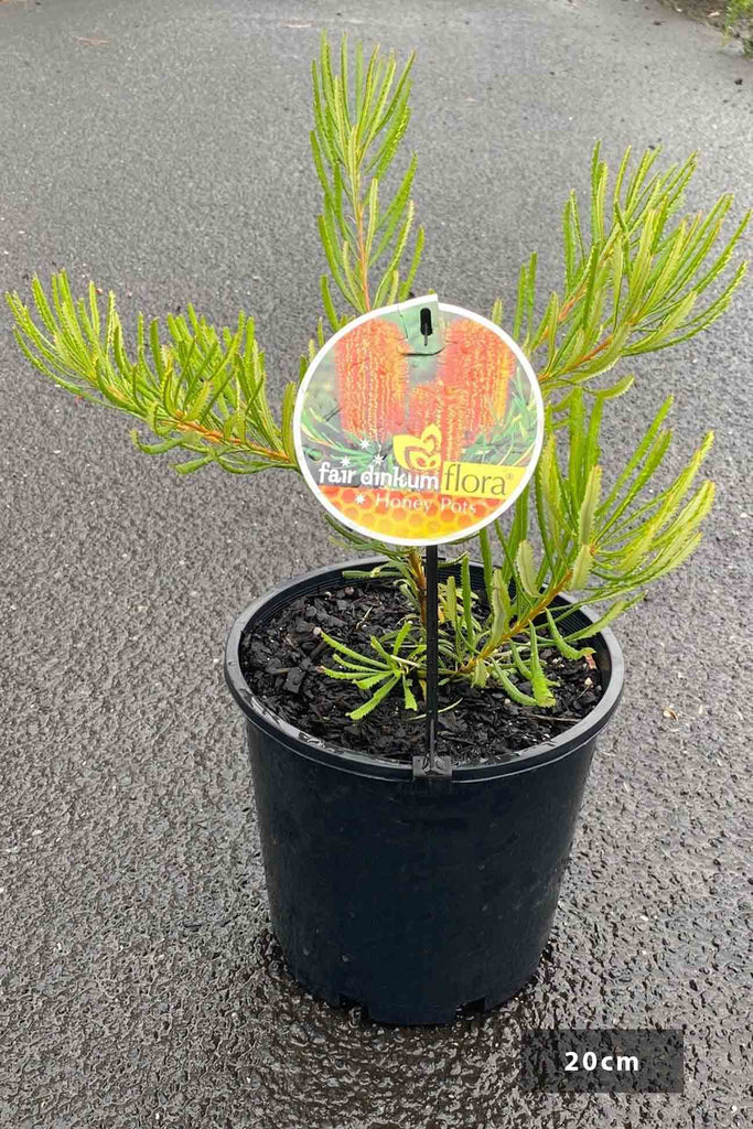 Banksia Honey Pots in a 20cm black pot