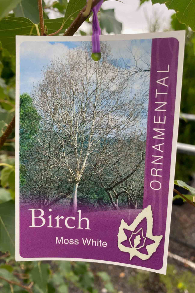 Betula pendula Moss White plant label
