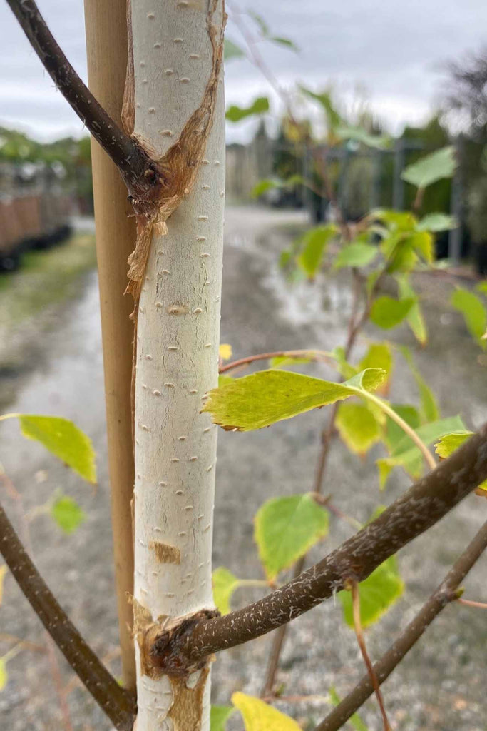 Betula pendula Moss White bark.