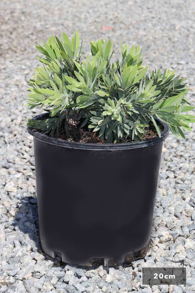 Callistemon viminalis 'Little John' in a 20m black pot