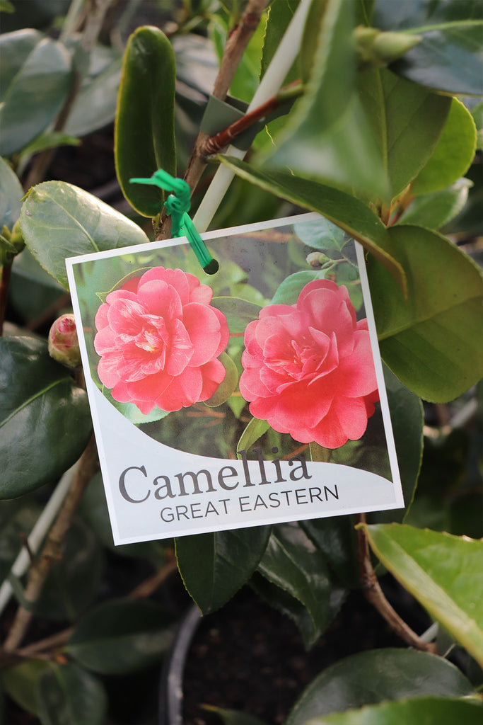 Camellia Great Eastern label