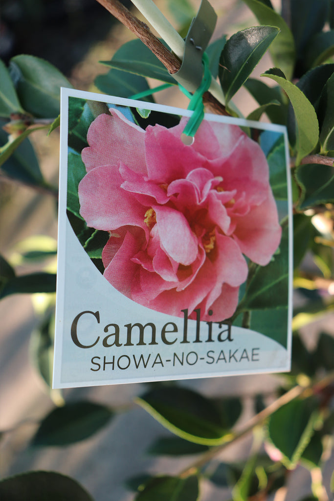  Camellia Showa no Sakae label