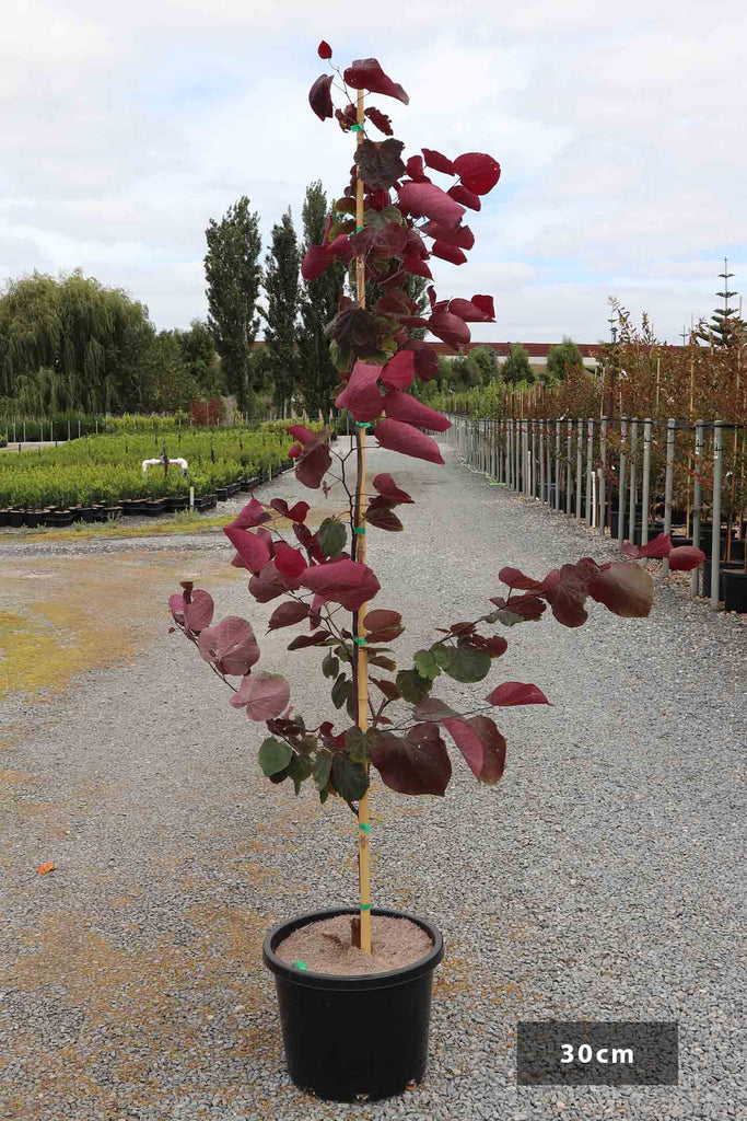 Cercis Canadensis Forest Pansy in 30cm black pot.
