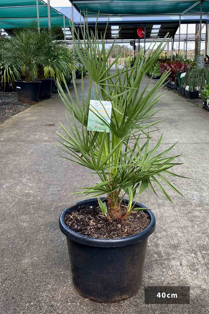 Chamaerops humilis in a 40cm black pot