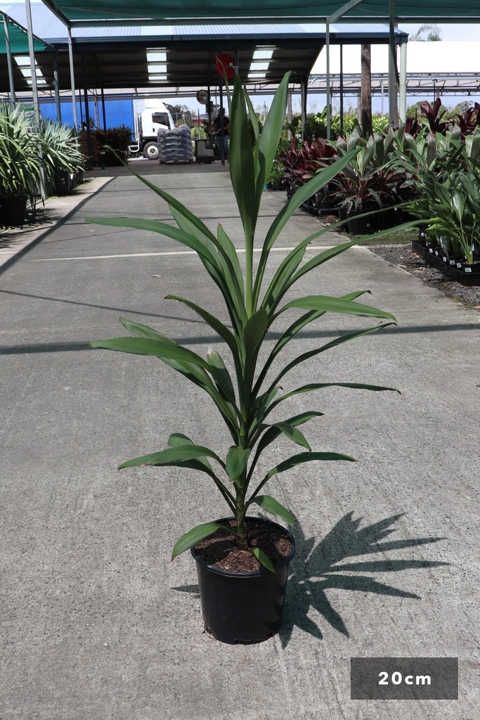 Cordyline stricta in a 20cm black pot