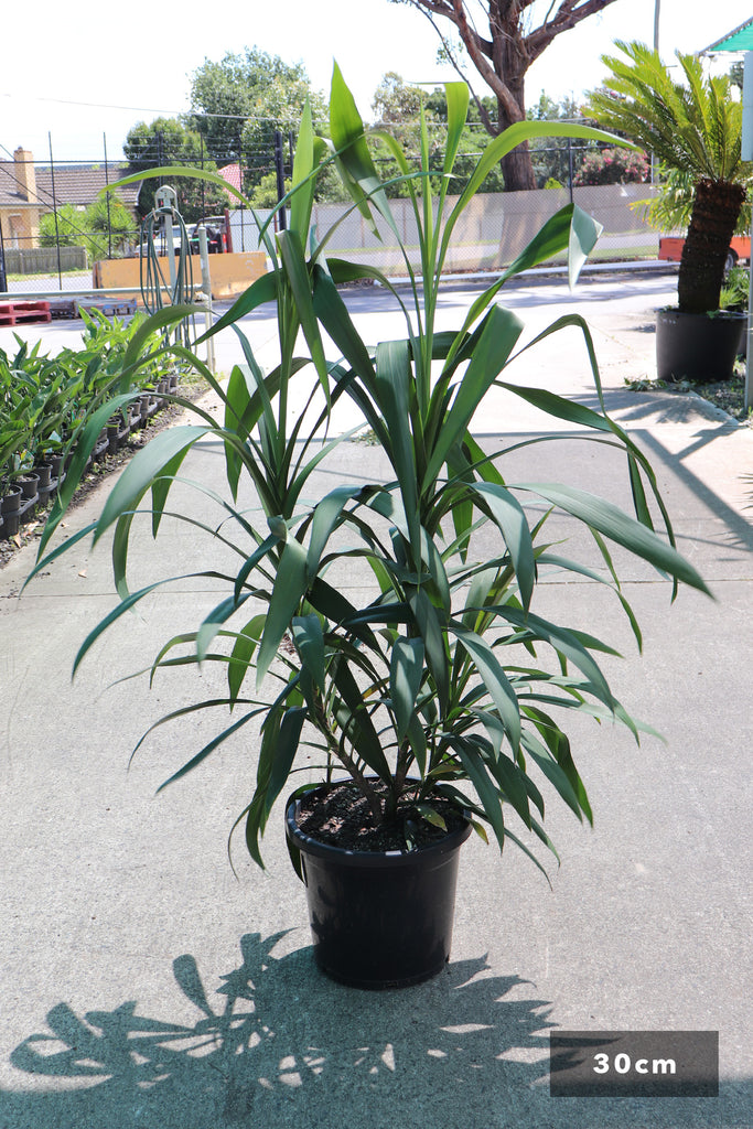 Cordyline stricta in a 30cm black pot