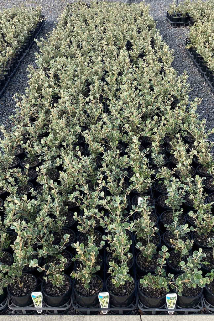 A group of Correa Alba in 14cm black pots.