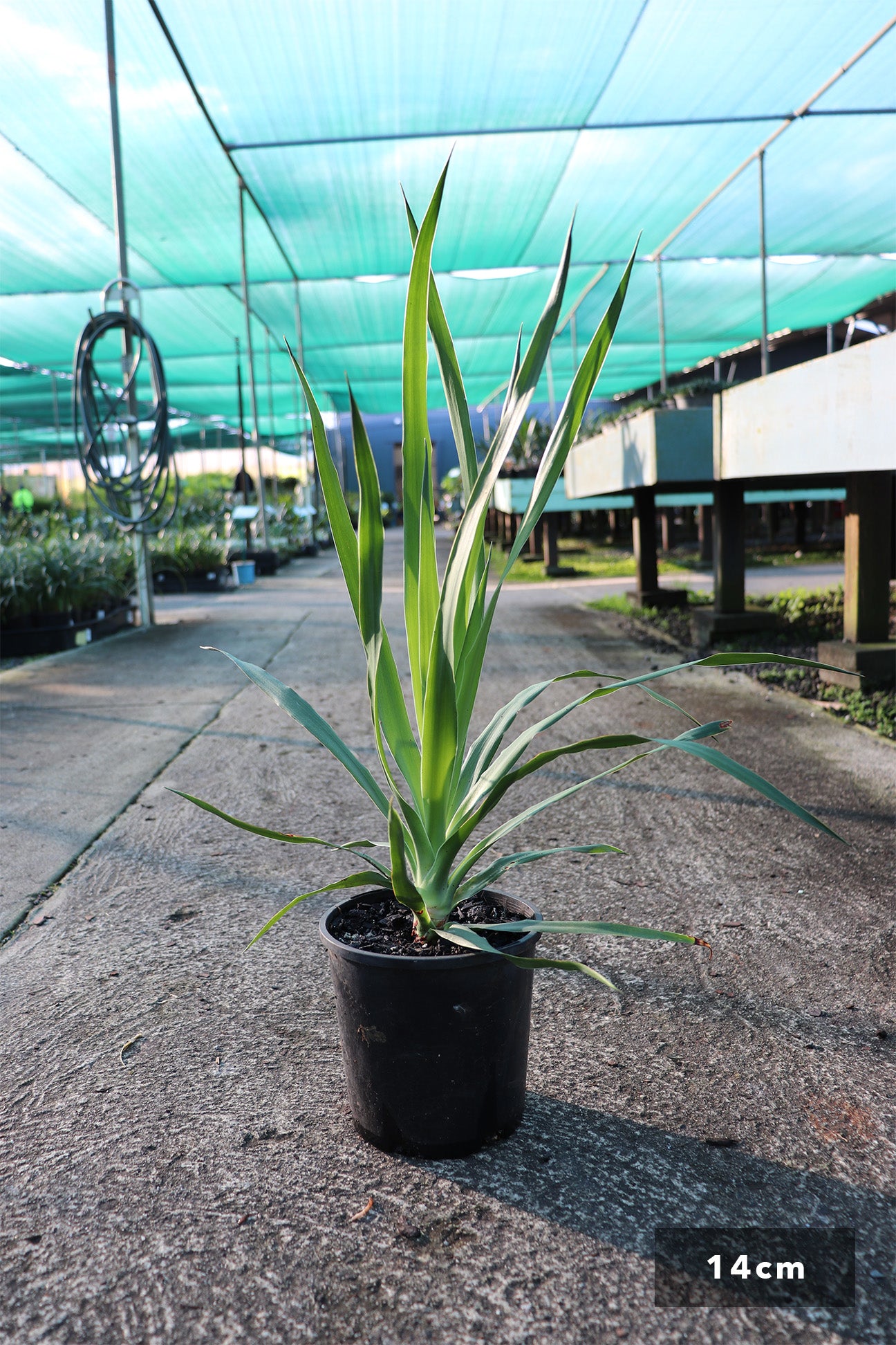 dracaena draco nz Dracaena draco – Dinsan Nursery