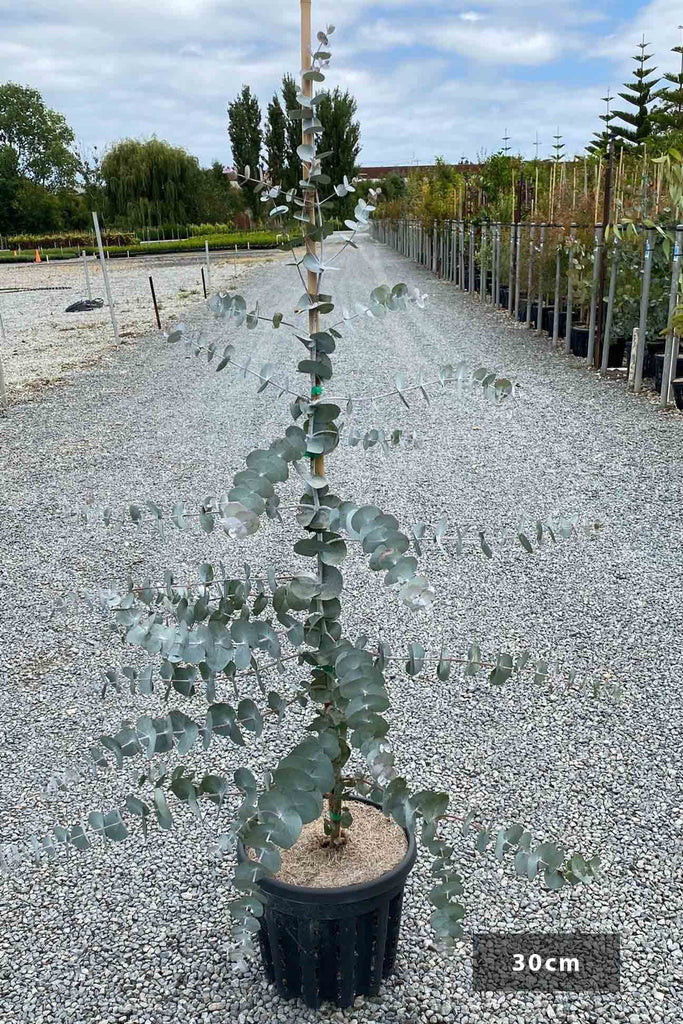 Eucalyptus cinerea in a 30cm air pruned black pot