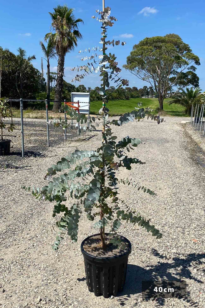 Eucalyptus cinerea in a 40cm air pruned  black pot