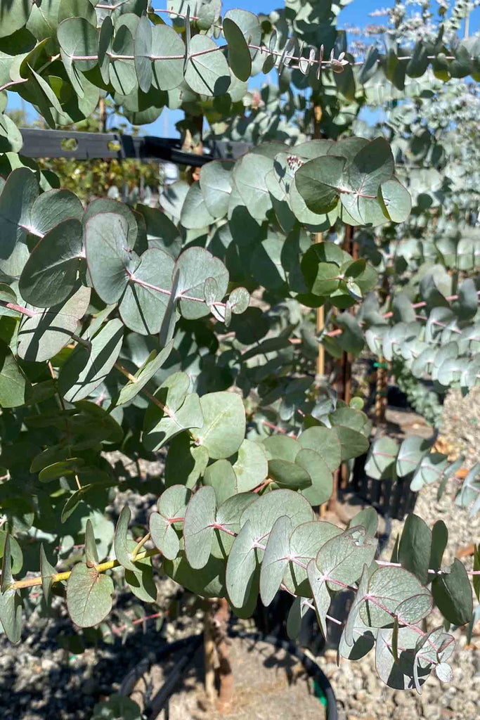 Eucalyptus cinerea foliage