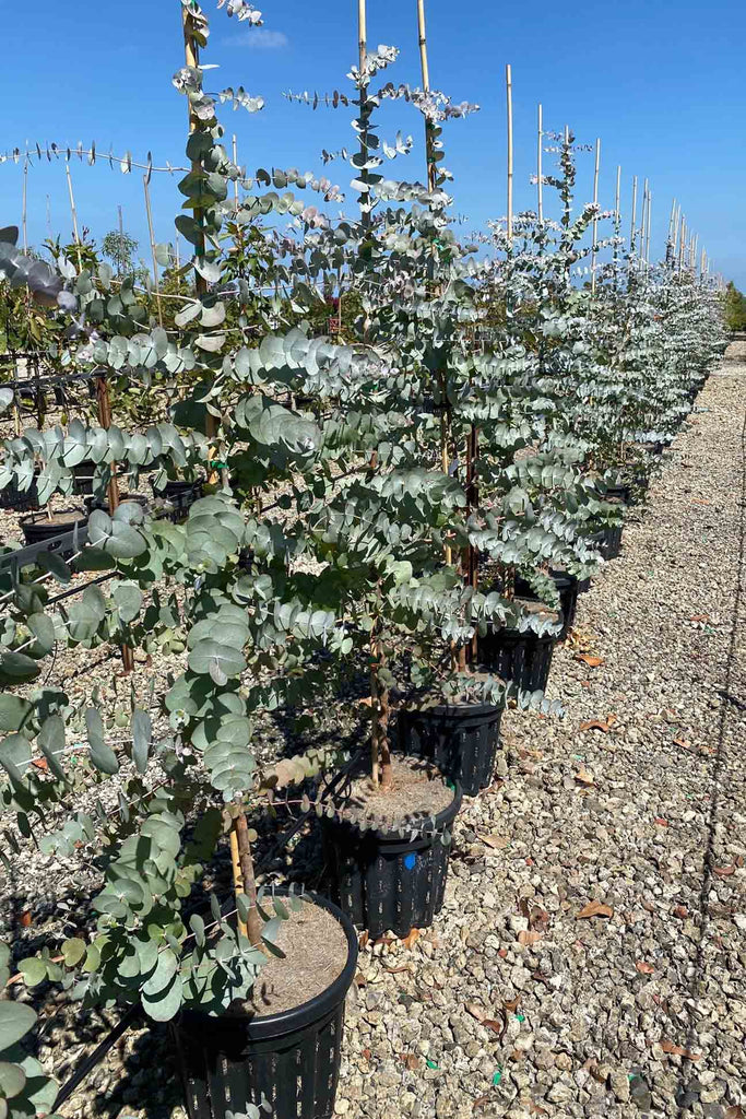 A group of Eucalyptus cinerea in 40cm pots