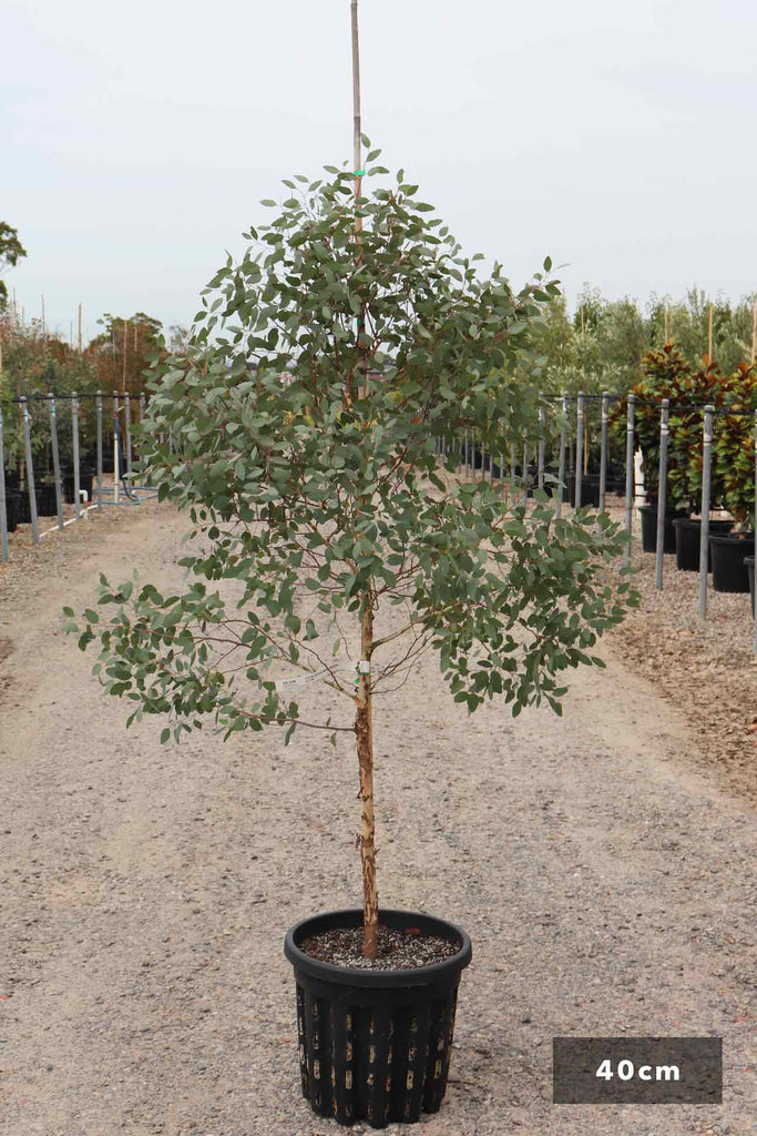 Eucalyptus melliodora in a 40cm air-pruned pot