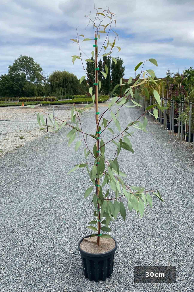 Eucalyptus pauciflora in a 40cm black pot