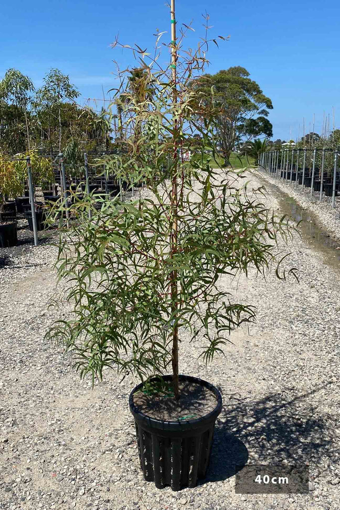Eucalyptus radiata in a 40cm air pruned pot