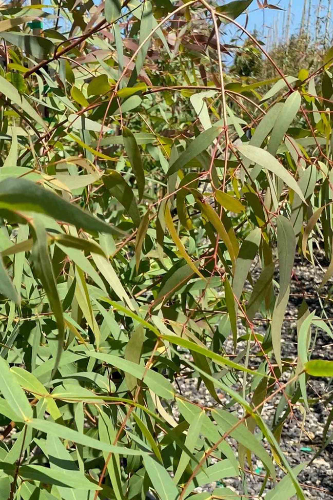 Eucalyptus radiata foliage
