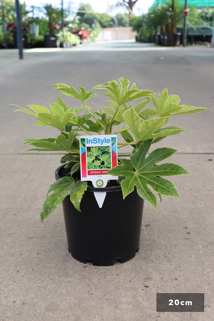 Fatsia japonica Spider Web in a 20cm black pot