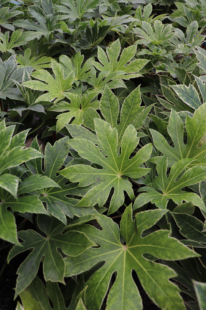 Fatsia japonica Spider Web foliage