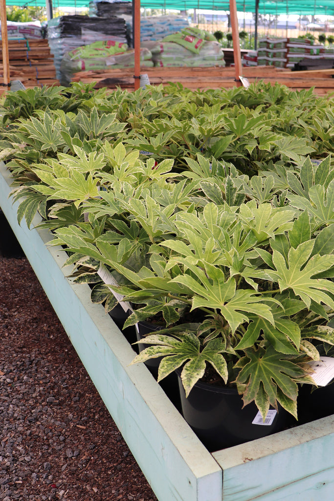 Fatsia japonica Spider Web group picture