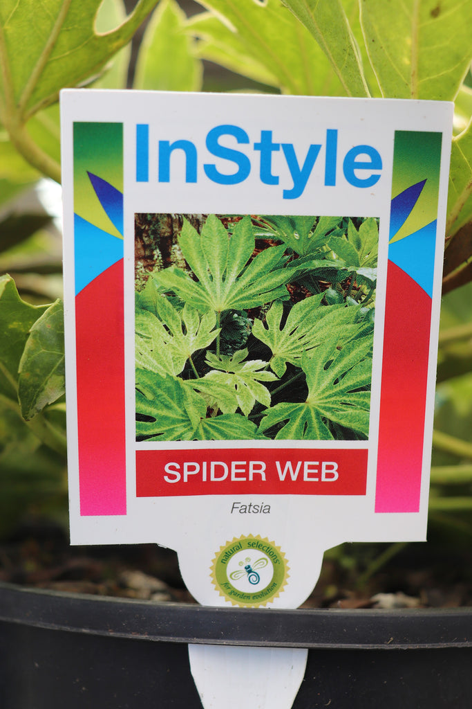 Fatsia japonica Spider Web label