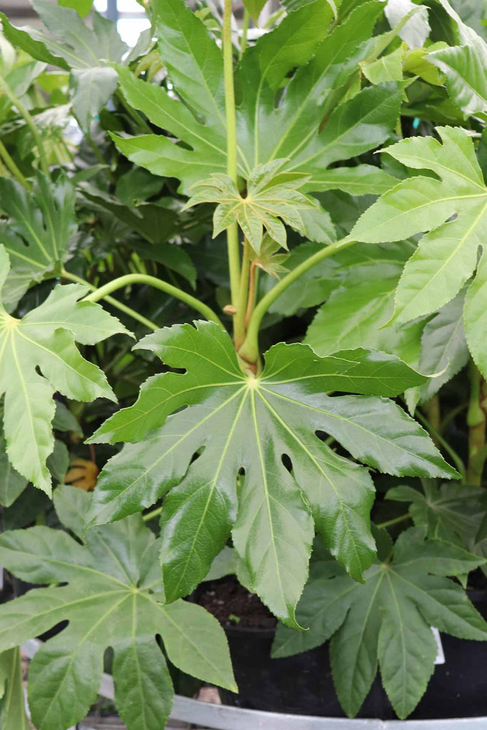 Fatsia japonica foliage.