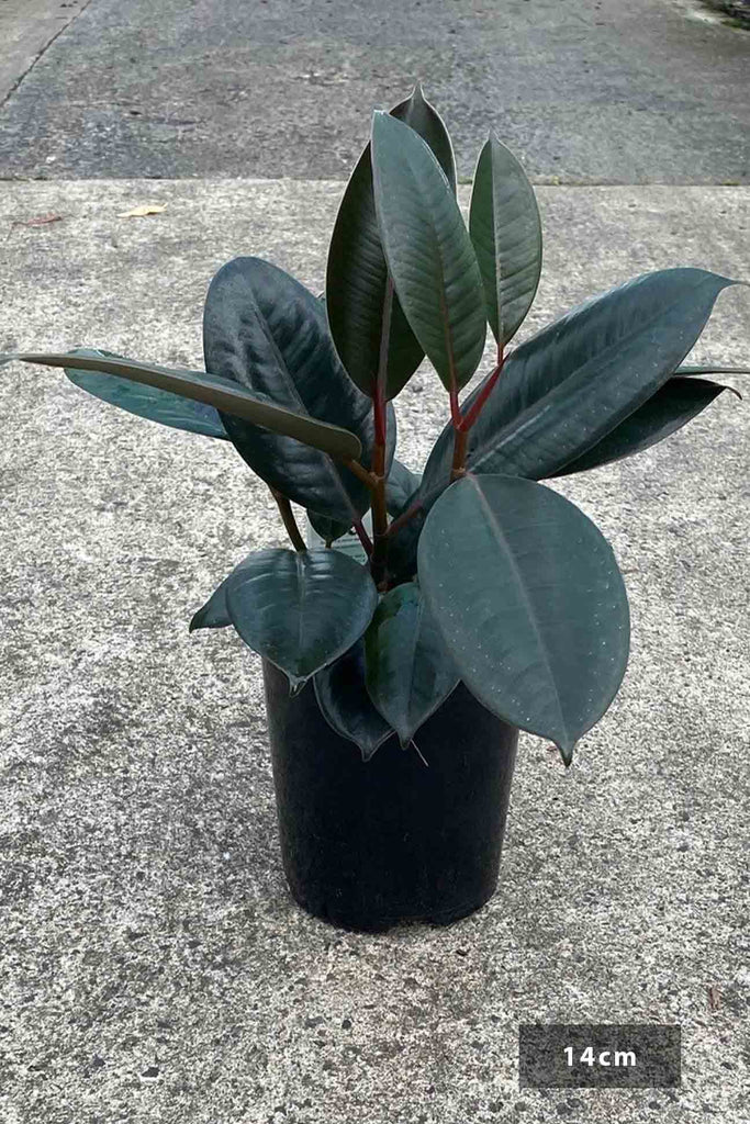 Ficus elastica 'Burgundy' in a 14cm black pot