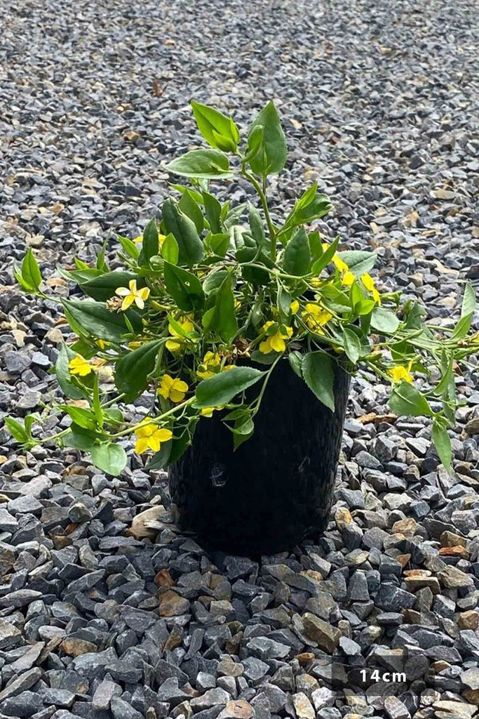 Goodenia ovata ‘Gold Cover’ in a 14cm black pot