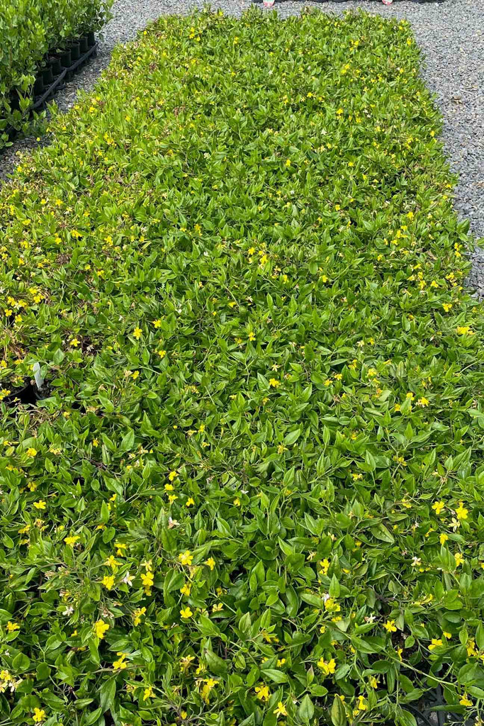 A group of Goodenia ovata ‘Gold Cover’ 