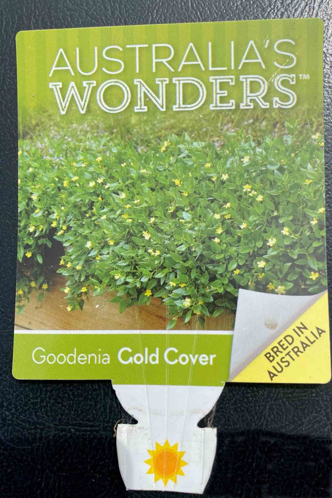 Goodenia ovata ‘Gold Cover’ label