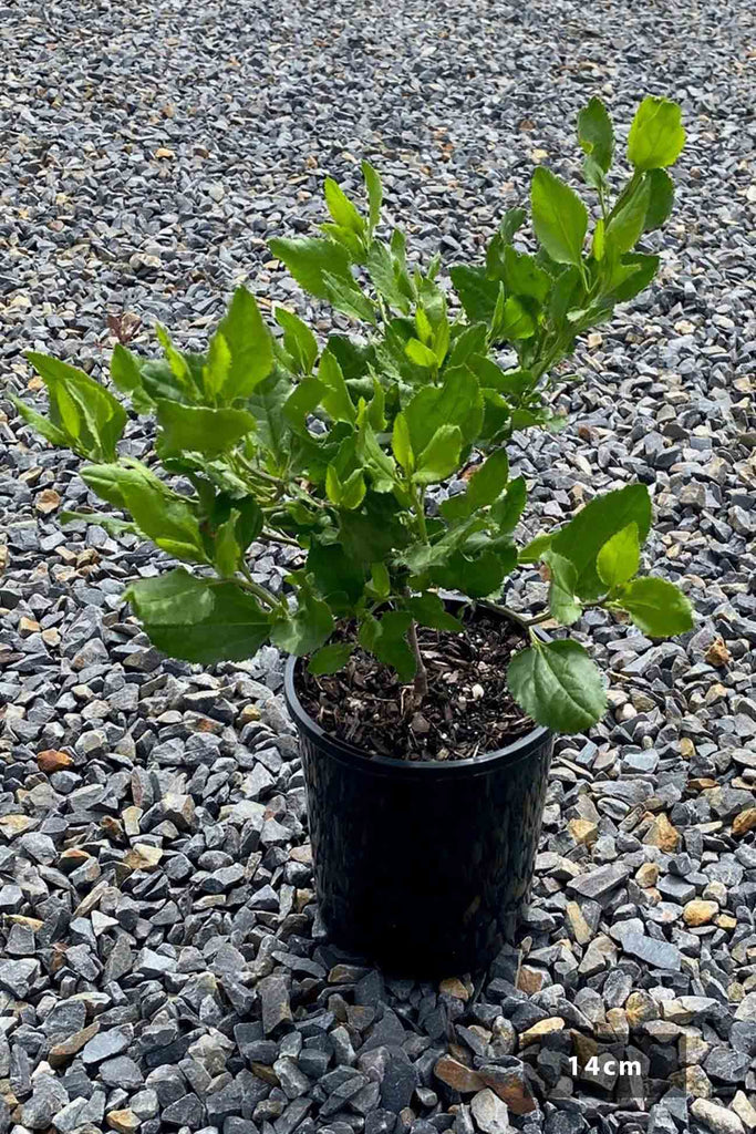Goodenia ovata in 14cm black pot
