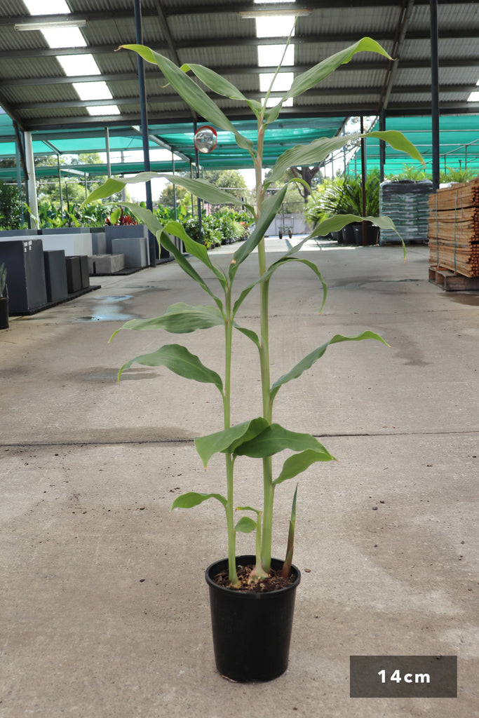 Hedychium gardenerianum in a 14cm black pot