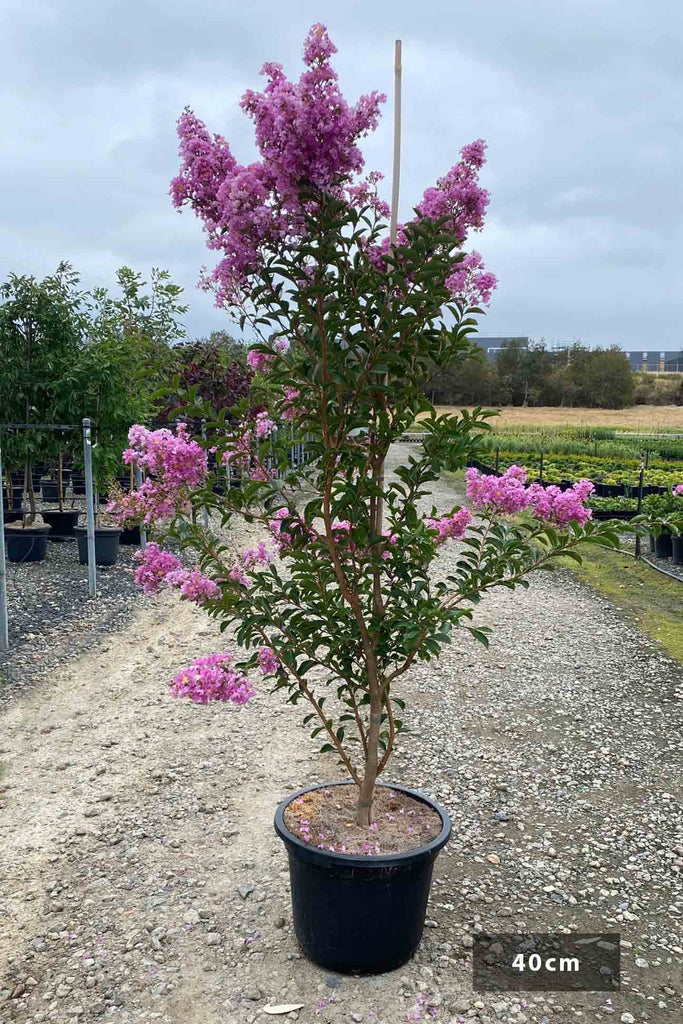 Lagerstroemia indica Lipan in a 40cm black pot